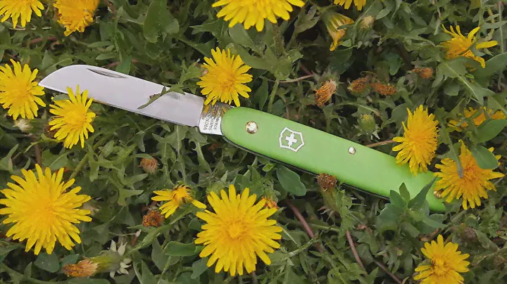 Вызывает вопросы к Victorinox, нож Victorinox EcoLine Floral (3.9050.47B1)